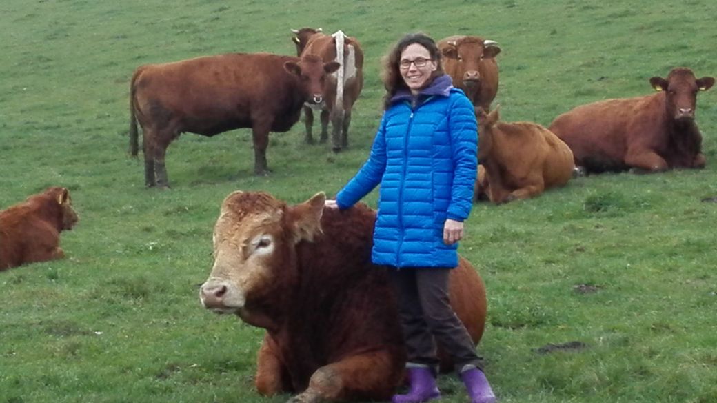 Limousin - Bulle