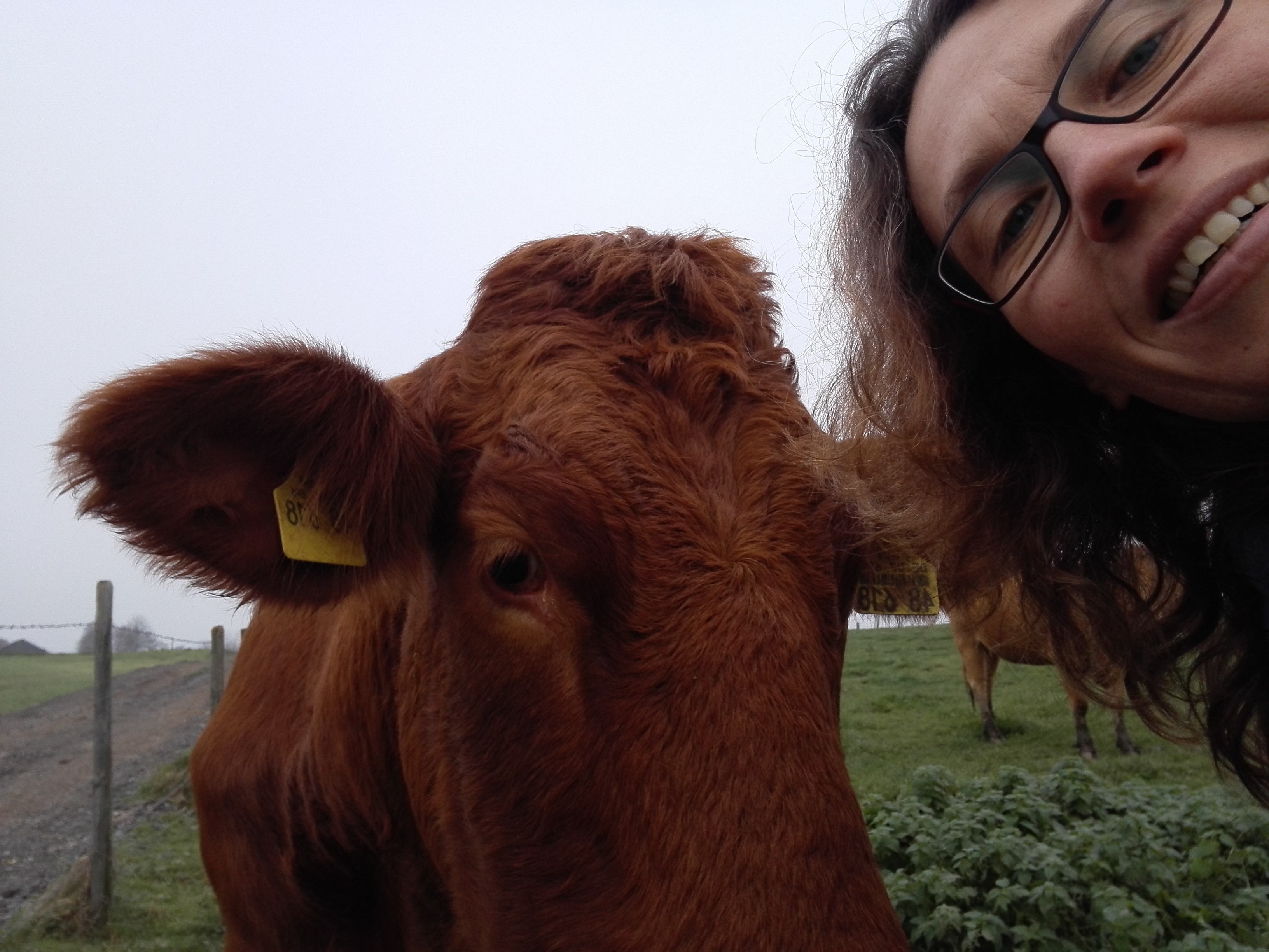 Limousin - Kuh