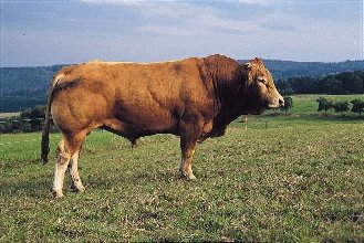 Limousin - Bulle