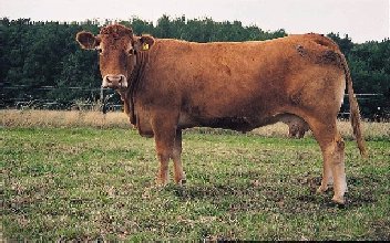 Limousin - Kuh